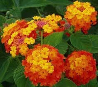 Wandelrose blume samen for anpflanzung - easy to grow, heirloom & gmo free samen for home garten
 
 sale samen for anpflanzung in home garten