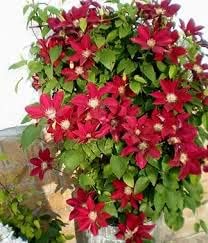 Maroon clematis blume samen for anpflanzung - drought tolerant, heirloom & gmo free samen for home garten
 
 sale samen for home garten