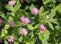 Heirloom persian clover blume samen for anpflanzung hardy variety heirloom & gmo free samen for home garten 
 
 sale for anpflanzung in home garten