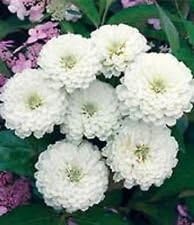 Weiß oklahoma blume samen for anpflanzung - vibrant colors, heirloom & gmo free samen for home garten
 
 sale samen for anpflanzung in home garten