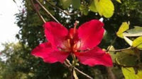 Rot Bauhinia Blumensamen zur Aussaat Drought verträglich Traditionssorte & ohne Gentechnik Samen Hausgarten