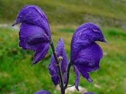 Aconitum napellus blume samen for anpflanzung cut blume favorite heirloom & gmo free samen for home garten 
 
 sale for anpflanzung in home garten
