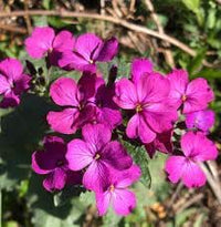 Lunaria annua blume samen for anpflanzung - long bloom season, heirloom & gmo free samen for home garten
 
 sale samen for anpflanzung in home garten
