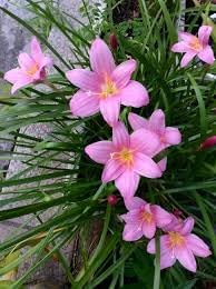 Zephyranthes blume samen for anpflanzung - cut blume favorite, heirloom & gmo free samen for home garten
 
 sale for anpflanzung in home garten.