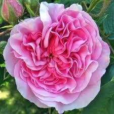 Damask (damask rose) samen for anpflanzung in home garten