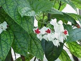 Clerodendrum thomsonae blume samen for anpflanzung - colorful display, heirloom & gmo free samen for home garten
 
 sale for anpflanzung in home garten