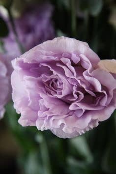 Lavender eustoma (lisianthus) blume samen for anpflanzung - compact growth, heirloom & gmo free samen for home garten
 
 sale for anpflanzung in home garten.