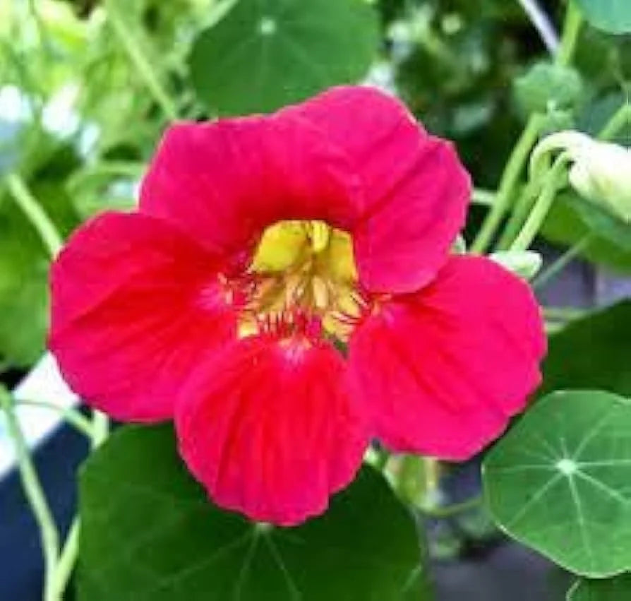 Rosa Tropaeolum Majus Blumensamen zur Aussaat duftend Blüten Traditionssorte & ohne Gentechnik Samen Hausgarten