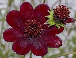 Cosmos blume samen for anpflanzung long bloom season heirloom & gmo free samen for home garten 
 
 sale for anpflanzung in home garten