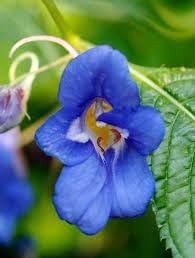 Blau impatiens blume samen for anpflanzung - sun loving, heirloom & gmo free samen for home garten
 
 sale for anpflanzung in home garten.