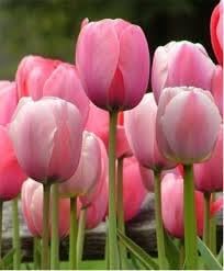 Rosa Weiß Tulpe Blumensamen zur Aussaat – leuchtend Blüten Traditionssorte & ohne Gentechnik Samen Hausgarten