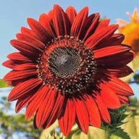 Velvet Queen Sonnenblume Helianthus annuus Samen zur Aussaat ornamental Garten