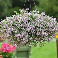 Blutopia blume samen for anpflanzung vibrant colors heirloom & gmo free samen for home garten 
 
 sale for anpflanzung in home garten