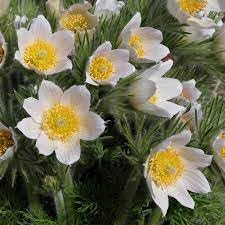 Pasque blume samen for anpflanzung pollinator friendly heirloom & gmo free samen for home garten 
 
 sale for anpflanzung in home garten