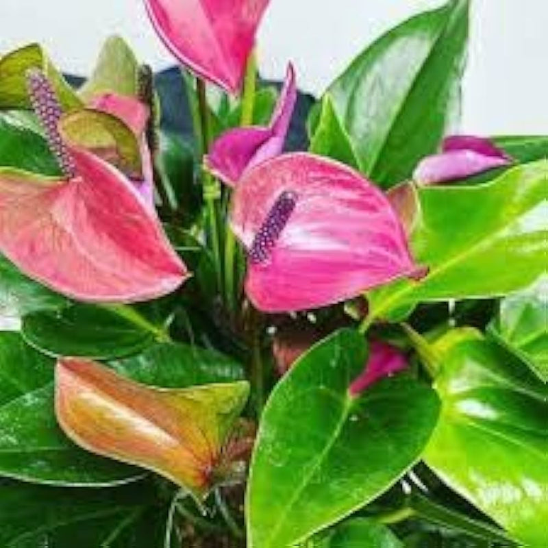 Mixed anthurium andraeanum blume samen for anpflanzung - bright blooms, heirloom & gmo free samen for home garten
 
 sale samen for anpflanzung in home garten