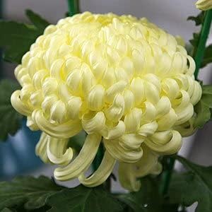 Light gelb chrysanthemum blume samen for anpflanzung - wildflower mix, heirloom & gmo free samen for home garten
 
 sale for anpflanzung in home garten