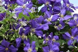 Clematis hybrida climbing blume samen for anpflanzung compact growth heirloom & gmo free samen for home garten 
 
 sale for anpflanzung in home garten