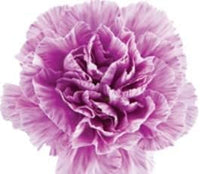 Lila (lila carnation) samen for anpflanzung in home garten