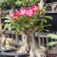 Adenium obesum blume samen for anpflanzung - garten favorite, heirloom & gmo free samen for home garten
 
 sale for anpflanzung in home garten.