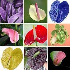 Multi Flamingoblume Blumensamen zur Aussaat saisonal Dauerblüher Traditionssorte & ohne Gentechnik Samen Hausgarten