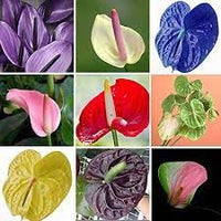 Multi Flamingoblume Blumensamen zur Aussaat saisonal Dauerblüher Traditionssorte & ohne Gentechnik Samen Hausgarten