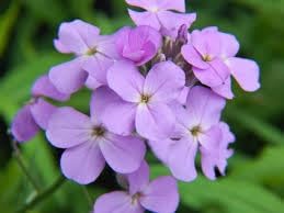 Hesperis blume samen for anpflanzung - colorful display, heirloom & gmo free samen for home garten
 
 sale samen for home garten