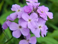 Hesperis blume samen for anpflanzung - colorful display, heirloom & gmo free samen for home garten
 
 sale samen for home garten