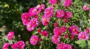 Heirloom aster blume samen for anpflanzung wildflower mix heirloom & gmo free samen for home garten 
 
 sale for anpflanzung in home garten