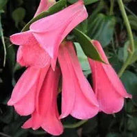 Rare chilean bellflower samen for evergreen diy garten pflanzen