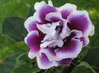 Gloxinie Blumensamen zur Aussaat sonnenliebend Traditionssorte & ohne Gentechnik Samen Hausgarten
