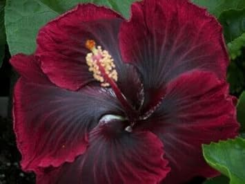 Rot schwarz hibiscus samen for exotic garten blumen - ideal indoor and outdoor anpflanzung blume