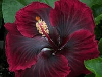 Rot schwarz hibiscus samen for exotic garten blumen - ideal indoor and outdoor anpflanzung blume