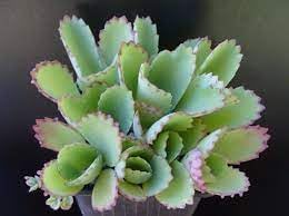Kalanchoe blume samen for anpflanzung - long bloom season, heirloom & gmo free samen for home garten
 
 sale for anpflanzung in home garten