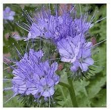 Lacy phacelia blume samen for anpflanzung sun loving heirloom & gmo free samen for home garten 
 
 sale for anpflanzung in home garten