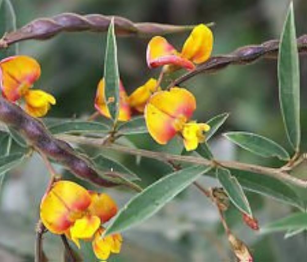 Gelb cajanus cajan blume samen for anpflanzung - low maintenance, heirloom & gmo free samen for home garten
 
 sale for anpflanzung in home garten.