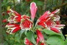 Rot alstroemeria psittacina blume samen for anpflanzung - cottage garten essential, heirloom & gmo free samen for home garten
 
 sale samen for home garten