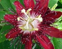 Rosa Passion Samen (TST127) – exotisch blühend Pflanze farbenfroh Gärten
