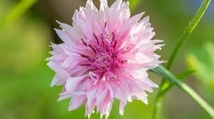Cornflower polka dot blume samen for anpflanzung long bloom season heirloom & gmo free samen for home garten 
 
 sale for anpflanzung in home garten