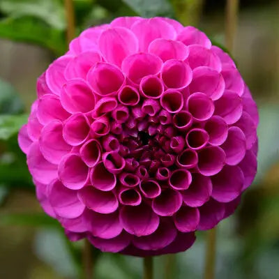 Nuevos Blumensamen zur Aussaat – Garten beliebt – Traditionssorte & ohne Gentechnik Samen Hausgarten