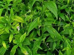 Andrographis blume samen for anpflanzung compact growth heirloom & gmo free samen for home garten
sale for anpflanzung in home garten