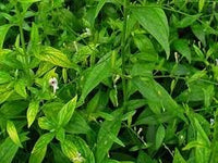 Andrographis blume samen for anpflanzung compact growth heirloom & gmo free samen for home garten 
 
 sale for anpflanzung in home garten