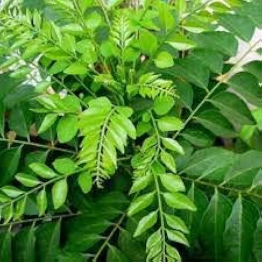 Curryblätter Gemüsesamen - Frische Aromen zu Hause anbauen