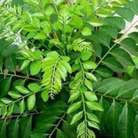 Curryblätter Gemüsesamen - Frische Aromen zu Hause anbauen