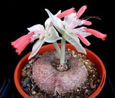Rot sinningia leucotricha blume samen for anpflanzung - low maintenance, heirloom & gmo free samen for home garten
 
 sale for anpflanzung in home garten