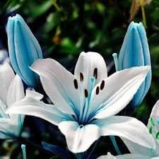 Lilium blume samen for anpflanzung - low maintenance, heirloom & gmo free samen for home garten
 
 sale for anpflanzung in home garten.
