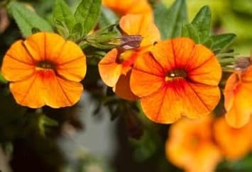 Orange rot petunia blume samen for anpflanzung organic quality heirloom & gmo free samen for home garten 
 
 sale for anpflanzung in home garten