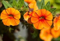 Orange rot petunia blume samen for anpflanzung organic quality heirloom & gmo free samen for home garten 
 
 sale for anpflanzung in home garten