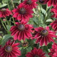 Cherry Brandy Sonnenhut Samen zur Aussaat Blume Beet