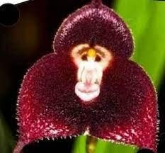 Dark rot monkey face orchid blume samen for anpflanzung - hardy variety, heirloom & gmo free samen for home garten
 
 sale samen for anpflanzung in home garten