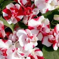 Camellia impatiens blume samen for anpflanzung - garten favorite, heirloom & gmo free samen for home garten
 
 sale samen for home garten